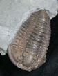 Beautiful Flexicalymene Trilobite - #8329-1